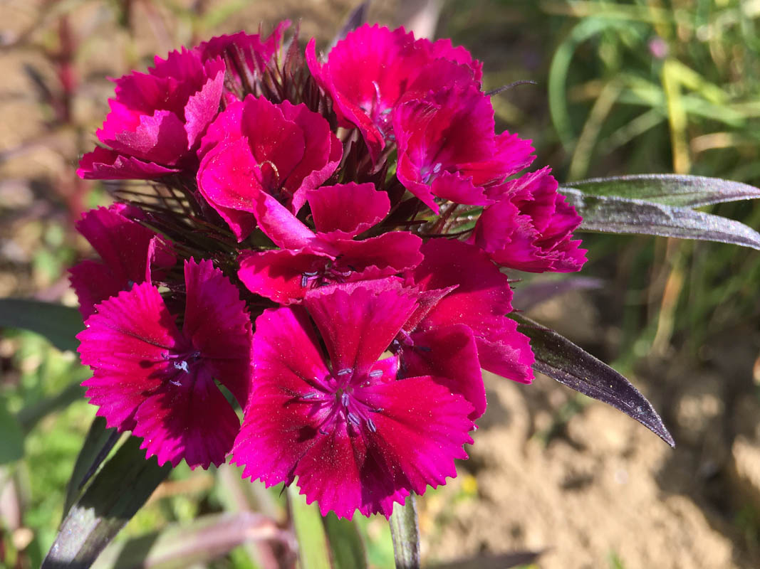 Dianthus barbatus